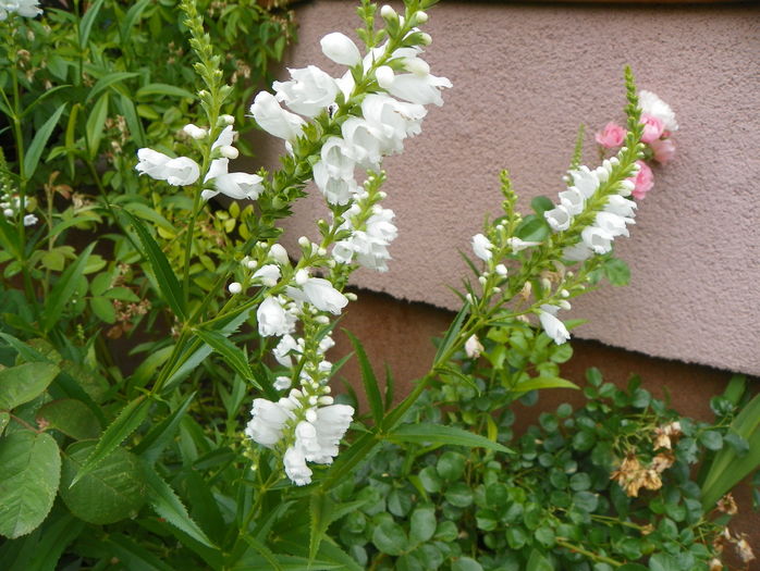 physostegia virginiana - Vara 2016