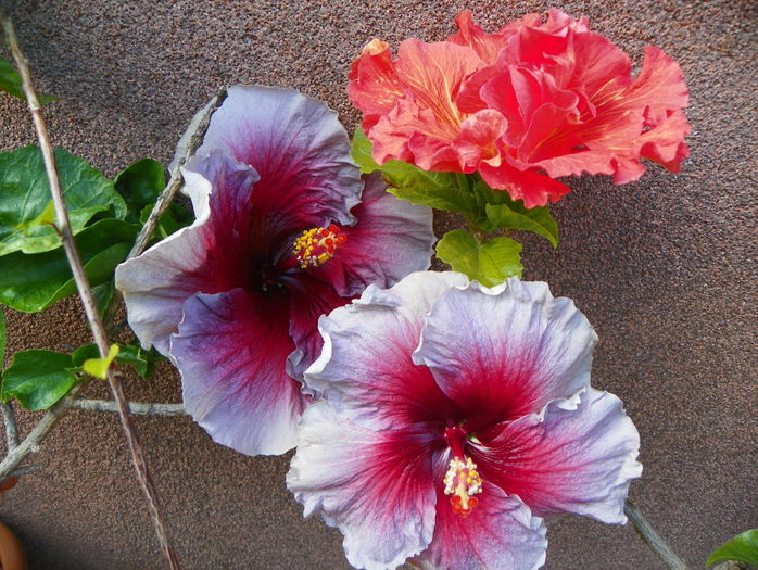 hibiscus Eva Paoloni si Rosalind - Vara 2016