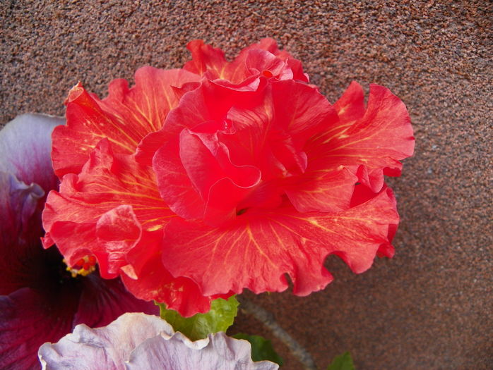 hibiscus Rosalind