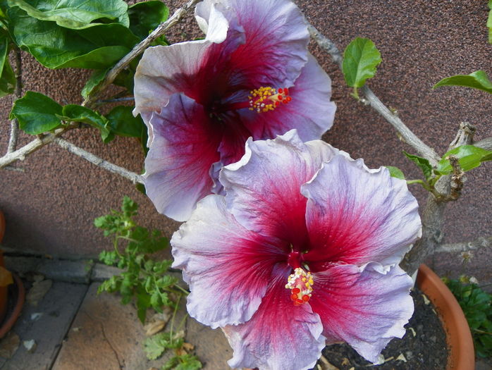 hibiscus Eva Paoloni - Vara 2016
