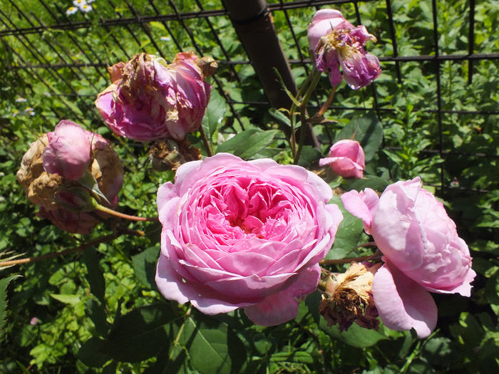 16 iunie 2016 trand Alan Titchmarsh1 - 2016 - My messy garden