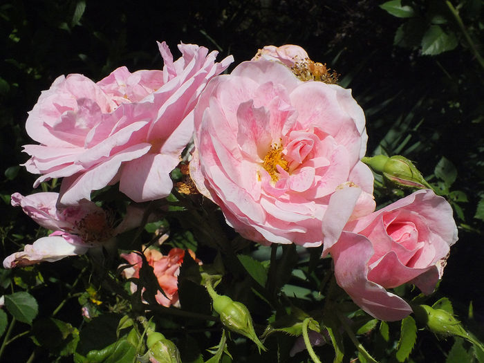 16 iunie 2016 trand Kir Royal1 - 2016 - My messy garden