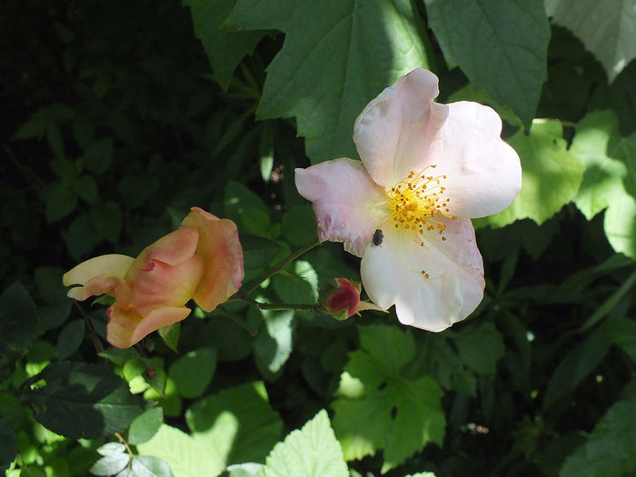 16 iunie 2016 trand Mutabilis - 2016 - My messy garden