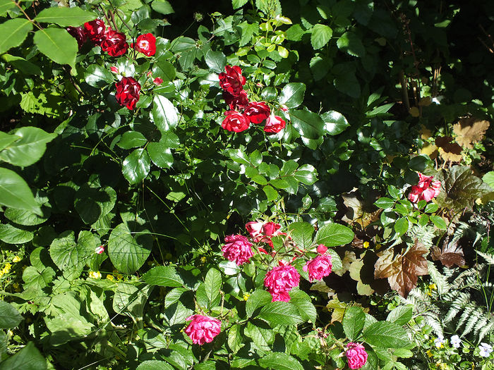 16 iunie 2016 trand Patrick Poivre-sus si FJ Grootendorst - 2016 - My messy garden