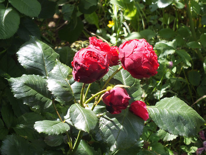 16 iunie 2016 trand Piano1 - 2016 - My messy garden