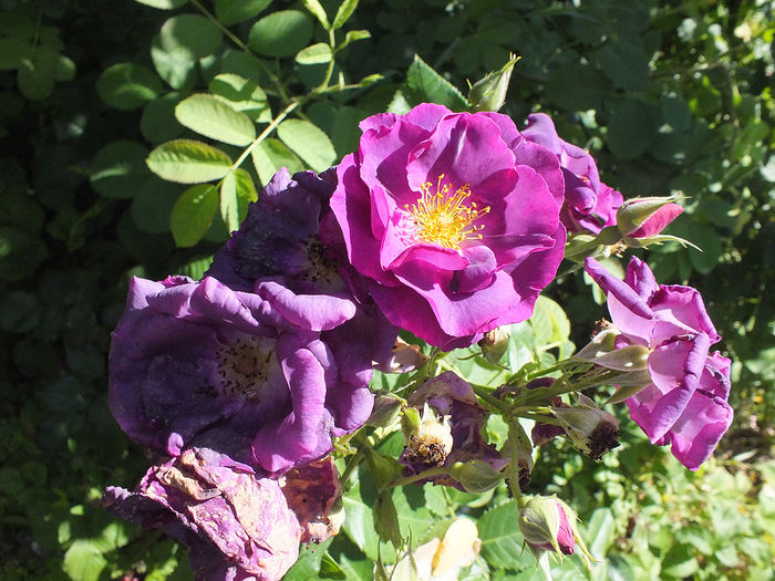 16 iunie 2016 trand Rhapsody in Blue - 2016 - My messy garden