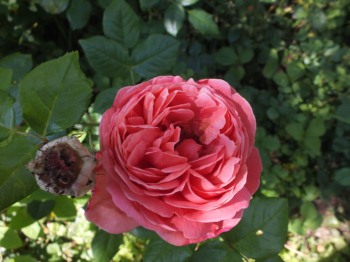 16 iunie 2016 trand Summer Song - 2016 - My messy garden
