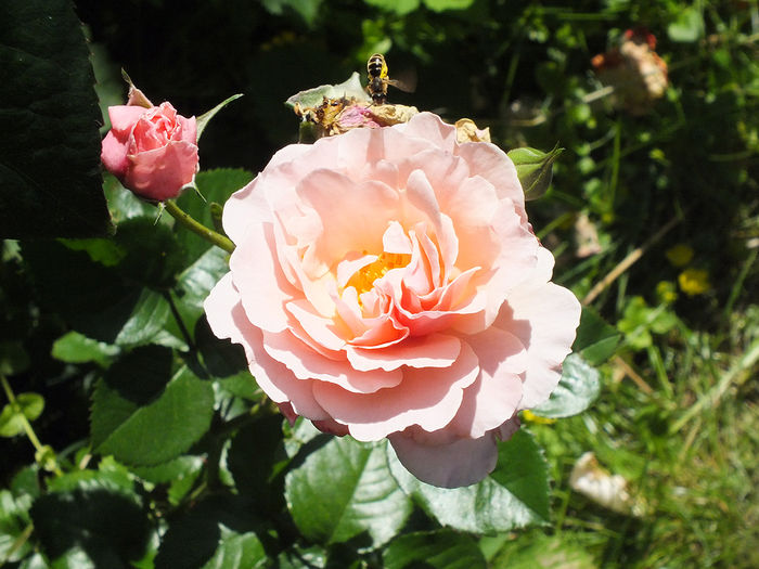 16 iunie 2016 trand Twiggy - 2016 - My messy garden