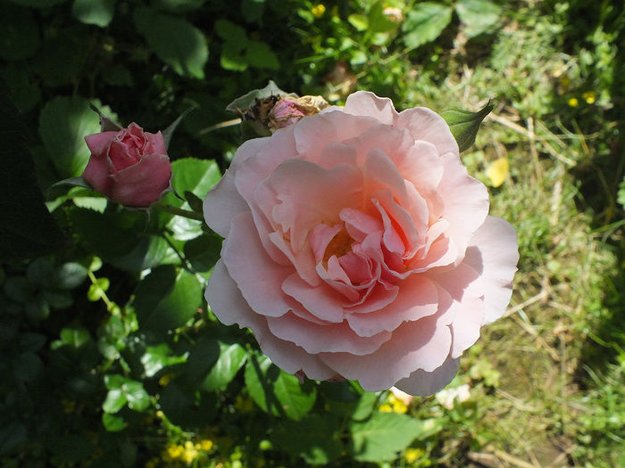 16 iunie 2016 trand Twiggy - 2016 - My messy garden