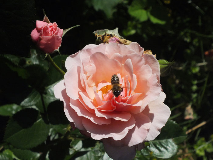 16 iunie 2016 trand Twiggy - 2016 - My messy garden