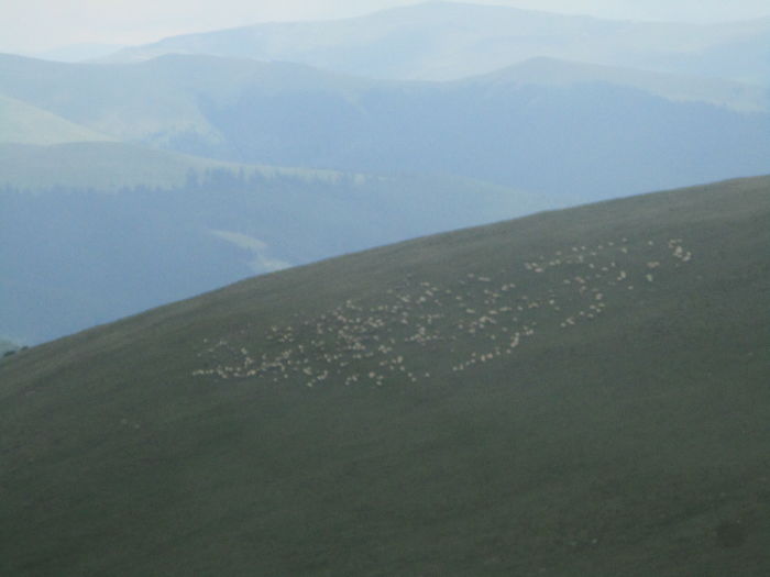 IMG_3961 - Transalpina iulie 2016