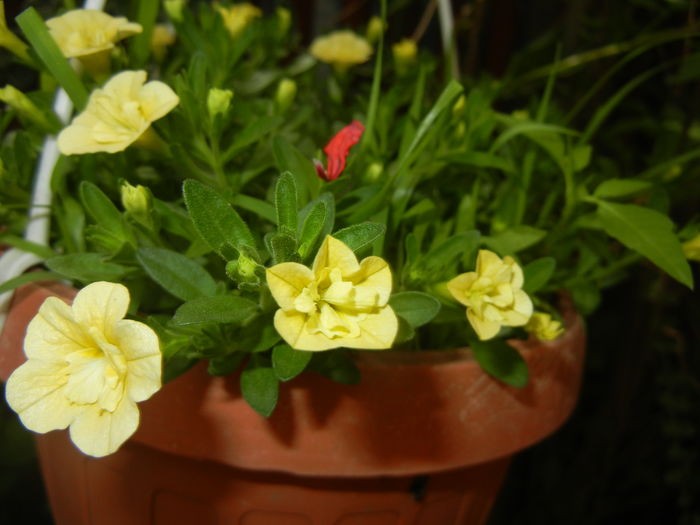 Calibrachoa Double Yellow (2016, Jun.20) - Calibrachoa Double Yellow