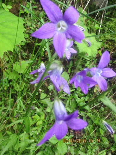 IMG_4000 - Obirsa Lotrului si Lacul Vidra