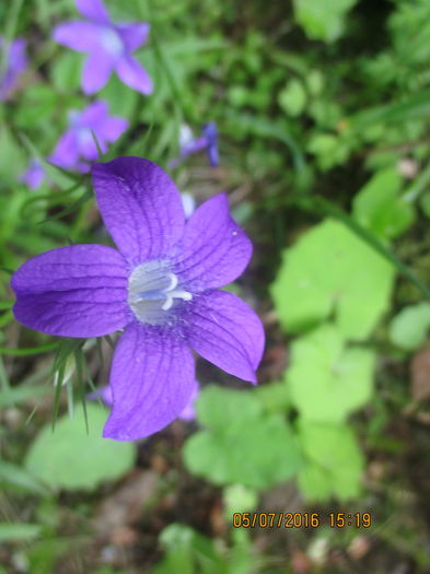 IMG_4002 - Obirsa Lotrului si Lacul Vidra