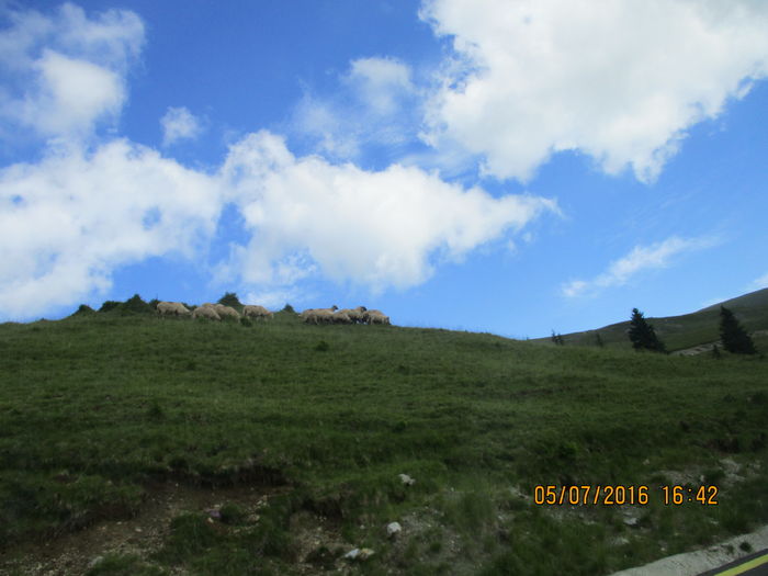 IMG_4054 - Transalpina iulie 2016