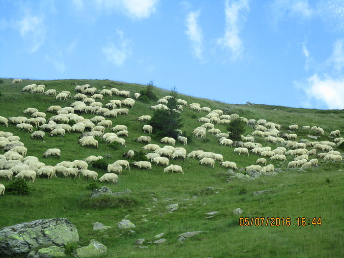 IMG_4057 - Transalpina iulie 2016