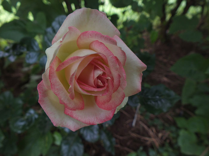 19 iunie 2016 - 2016 - My messy garden