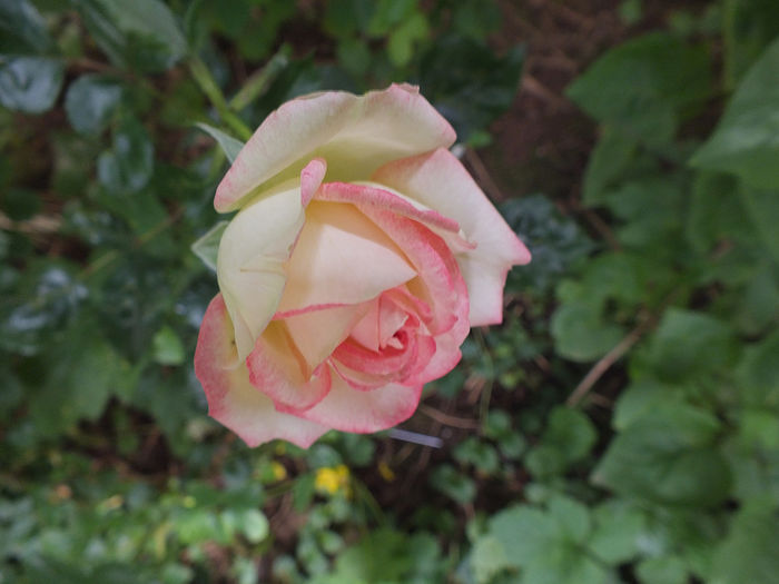 19 iunie 2016 a - 2016 - My messy garden