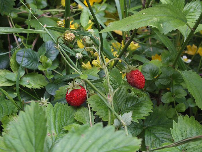 19 iunie 2016 fragi - 2016 - My messy garden