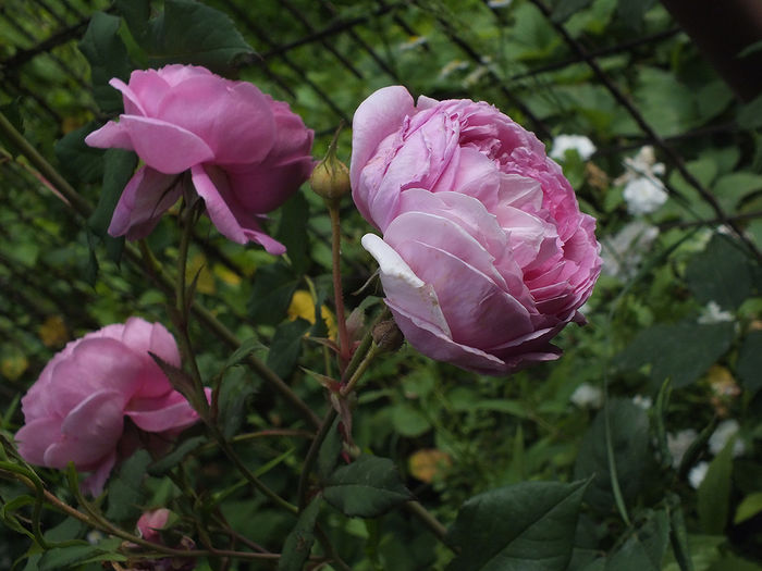 19 iunie 2016 trand Alan Titchmarsh - 2016 - My messy garden