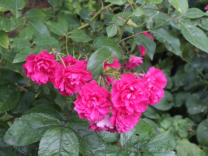 19 iunie 2016 trand FJ Grootendorst - 2016 - My messy garden