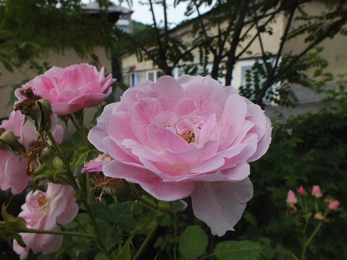 19 iunie 2016 trand Kir Royal - 2016 - My messy garden