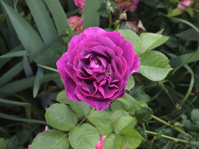 19 iunie 2016 trand Minerva 2 - 2016 - My messy garden