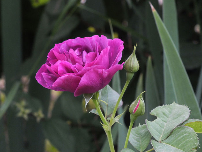 19 iunie 2016 trand Minerva1 - 2016 - My messy garden