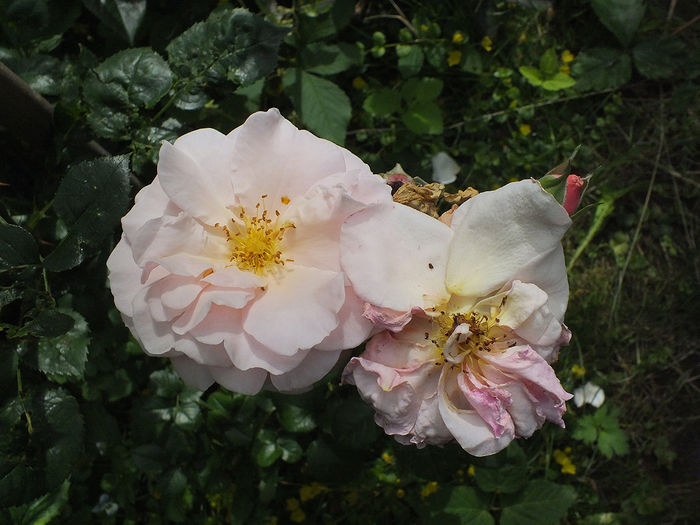 19 iunie 2016 trand Twiggy; Twiggy&#039;s Rose
