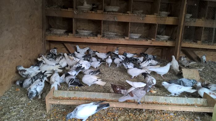 WP_20160706_13_16_28_Pro