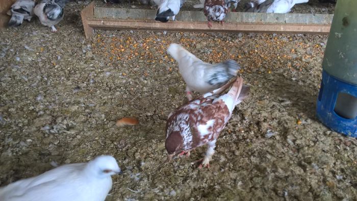 WP_20160706_13_16_34_Pro