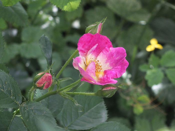 20 iunie 2016 trand Weg der Sinne - 2016 - My messy garden