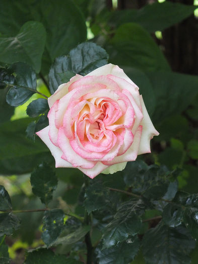 20 iunie 2016 - 2016 - My messy garden