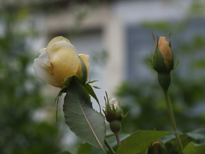 21 iunie 2016 boboci de trand Alister Stella Gray - 2016 - My messy garden