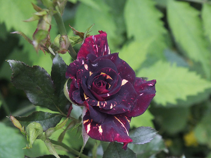 21 iunie 2016 trand Hocus Pocus - 2016 - My messy garden