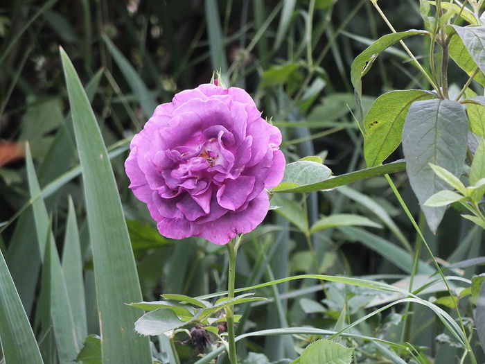 21 iunie 2016 trand Minerva - 2016 - My messy garden