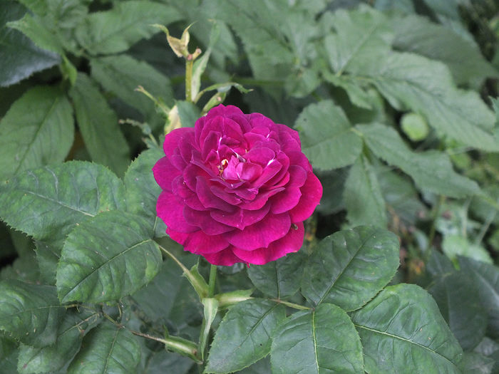 21 iunie 2016 trand Purple Lodge - 2016 - My messy garden