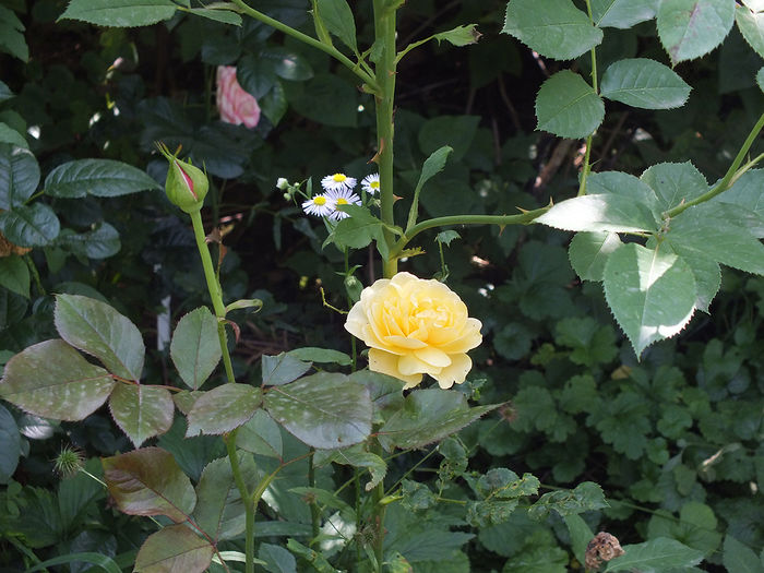 22 iunie 2016 trand Dimov urc nr 5a - 2016 - My messy garden