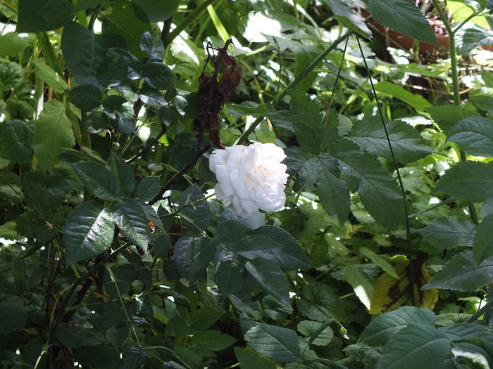 22 iunie 2016 trand Herkules 1 - 2016 - My messy garden