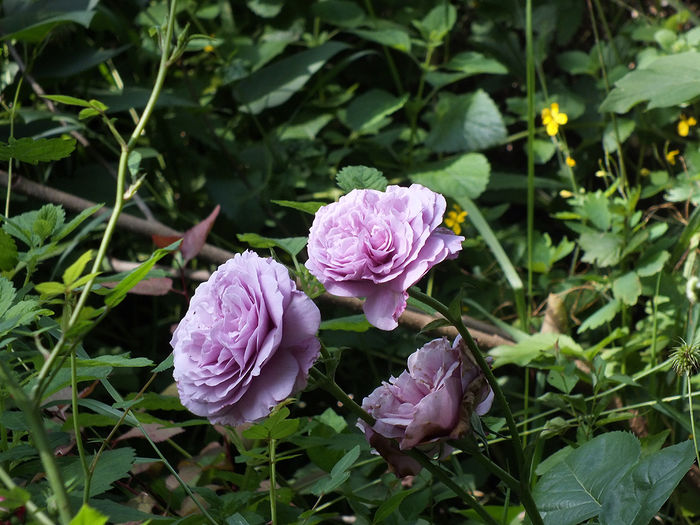 22 iunie 2016 trand Lavender Ice - 2016 - My messy garden