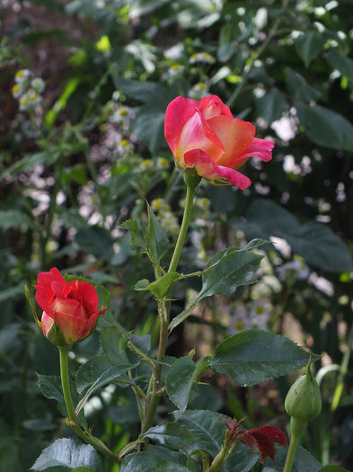 22 iunie 2016 trand Midsummer 2 - 2016 - My messy garden