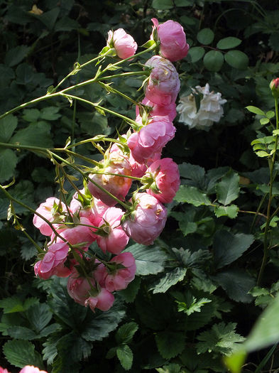 22 iunie 2016 trand Pomponella - 2016 - My messy garden