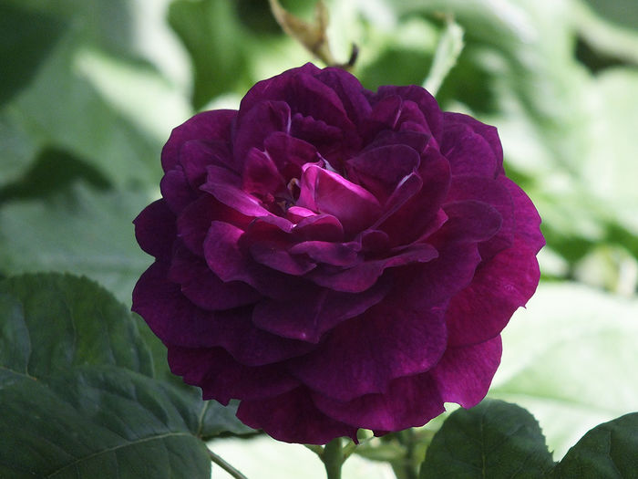 22 iunie 2016 trand Purple Lodge - 2016 - My messy garden
