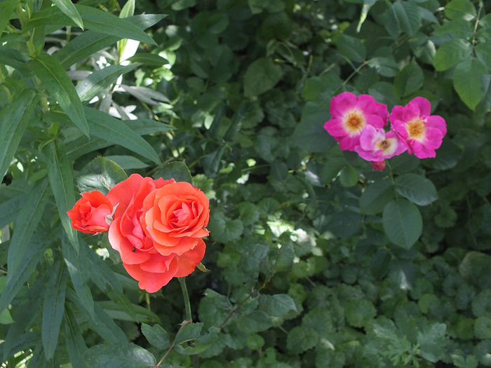 22 iunie 2016 trand urc necun 6 si Weg der Sinne - 2016 - My messy garden