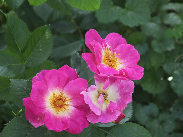 22 iunie 2016 trand Weg der Sinne - 2016 - My messy garden