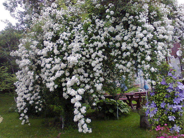 2016 214; rambling rector
