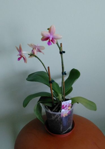 Orhidee Phalenopsis cu flori parfumate