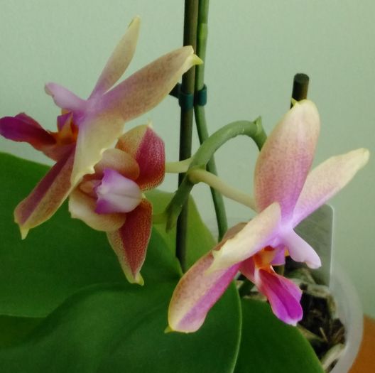 flori parfumate de Phale - Orhidee 2016