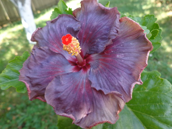 DSC04656 - A-HIBISCUSI 2016