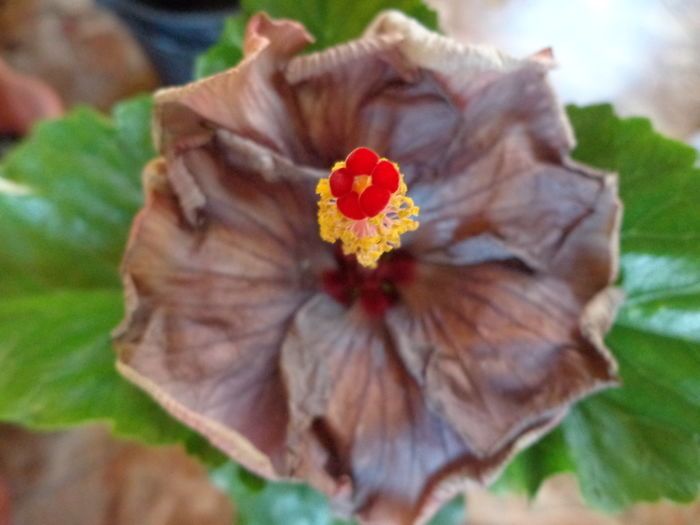 DSC04397 - A-HIBISCUSI 2016